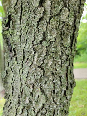 Wild Black Cherry Bark